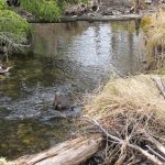 Cape Breton Eco Village Stream