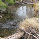 CapeBretonEcoVillage Bach11