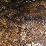 CapeBretonEcoVillage Bach13