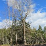 CapeBretonEcoVillage Baeume