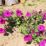 CapeBretonEcoVillage Blumen2