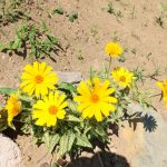 CapeBretonEcoVillage Blumen4