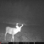 CapeBretonEcoVillage Hirsch