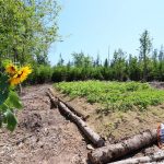 CapeBretonEcoVillage Huegelbeet1