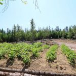 CapeBretonEcoVillage Huegelbeet2