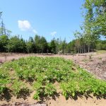 CapeBretonEcoVillage Huegelbeet3