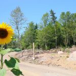 CapeBretonEcoVillage Sonnenblume2