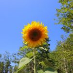 CapeBretonEcoVillage Sonnenblume3