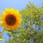 CapeBretonEcoVillage Sonnenblume4