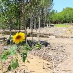 CapeBretonEcoVillage Sonnenblume5