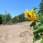 CapeBretonEcoVillage Sonnenblume6