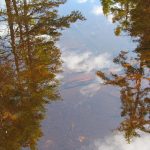 CapeBretonEcoVillage Teich12