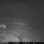 CapeBretonEcoVillage Wolf